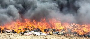صور .. النيابة العامة بصعدة تتلف اكثر من سبعة أطنان مخدرات _2_~2 النيابة العامة في صعدة تتلف أكثر من سبعة أطنان من الحشيش المخدر