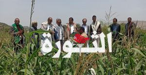 تعز: ألاطلاع على حجم الأضرار التي خلفتها دودة الحشد بالمحاصيل الزراعية بمديرية التعزية