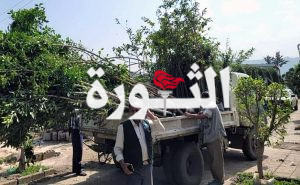 زراعة أشجار مثمرة في الجزر الوسطية بمديرية شعوب بالأمانة