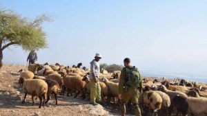 بالصورة.. مستوطنون صهاينة يسرقون 300 رأس من الأغنام في الخليل