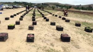 أبناء بني حشيش بصنعاء يسيرون قافلة من الفواكه دعما للمرابطين في للجبهات