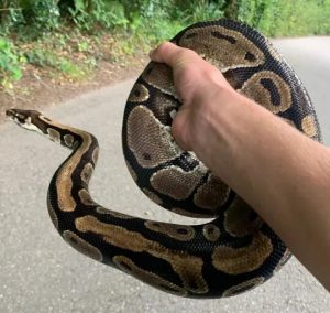 ثعابين إفريقية أليفة تجتاح منطقة شهيرة في بريطانيا