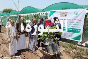 تدشين توزيع 19 ألف شتلة بُن على المزارعين في محافظتي إب وتعز تدشين توزيع 19 ألف شتلة بُن على المزارعين في محافظتي إب وتعز
