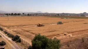 المؤسسة الاقتصادية تدّشن حصاد محاصيل الحبوب في مزرعة “الأسرة”