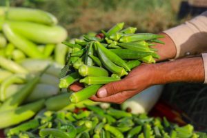 الكشف عن الفوائد الصحية واسعة النطاق لماء البامية