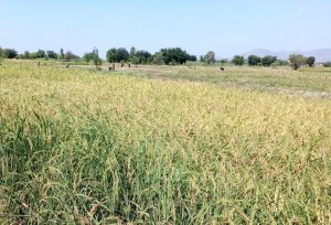 تدشين موسم حصاد الأرز بمساحة20 هكتار في محافظة حجة