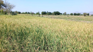 تدشين حصاد الأرز في مديرية أسلم بحجة1 تدشين حصاد الأرز في مديرية أسلم بحجة