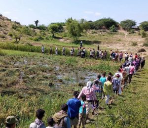 مديرية أسلم تدشن موسم حصاد الأرز بمساحة20 هكتار كمرحلة أولى (شاهد الصور)