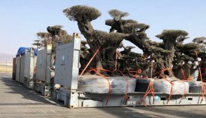 مخطط إماراتي جديد يستهدف أرخبيل سقطرى