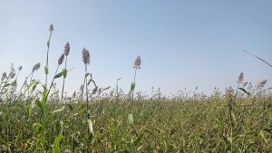 تدشين موسم حصاد الذرة بمديرية اللحية بالحديدة