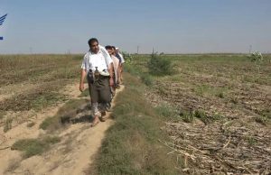 البشري يدشن موسم حصاد الذرة بمديرية اللحية