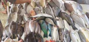 ارتفاع مهول لأسعار الأسماك في عدن