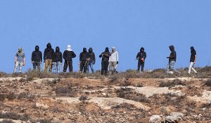 مستوطنون يسرقون 53 رأس غنم من سيدة فلسطينية