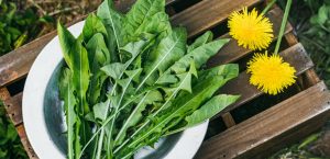 ما هو الهندباء بالعامية؟ واستخداماته الصحية في حياتنا