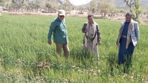 الفاصوليا الاطلاع على تجربة زراعة محصولي القمح والفاصوليا في ماوية