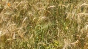 تعز: تدشين حصاد محصول القمح في مديرية التعزية ضمن جهود الاكتفاء الذاتي