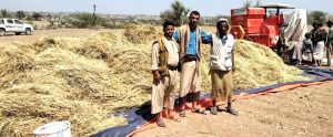 تدشين حصاد محصول القمح بمحافظة تعز