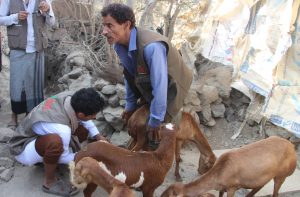 حملة بيطرية لحماية الثروة الحيوانية في مديرية المسراخ