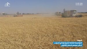 شاهد | بزيادة 40% عن العام الماضي؛ تدشين موسم الحصاد الشتوي للقمح في محافظة الجوف 14-09-1446 | 14-03-2025