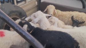 تسيير قافلة عيدية للمرابطين في الجوف