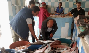 ضبط 5 مخالفات وإتلاف كمية من الأسماك الفاسدة في سوق الجمهوري بصنعاء