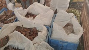 IMG_٢٠٢٥٠٨١١_٢٢٥٠٥٧ مصادرة 361 كجم من الجمبري المخالف خلال فترة الإغلاق الموسمي
