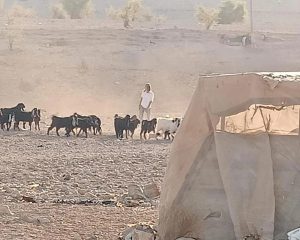 مستوطنون يقتحمون شلال العوجا شمال أريحا