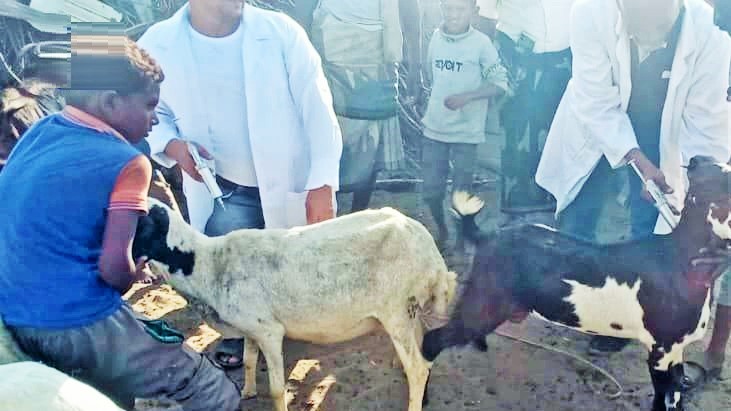 تدشين حملة بيطرية لتحصين الماشية في الحالي بالحديدة