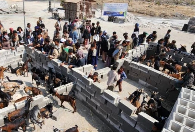 إب.. تدشين مشروع توزيع 1350 رأس غنم على 90 أسرة بالقفر