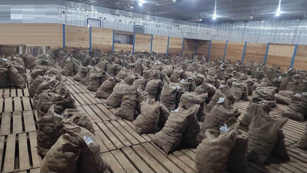 توزيع 20 طناً من بذور البطاطس المحسنة على المزارعين في البيضاء.. صور