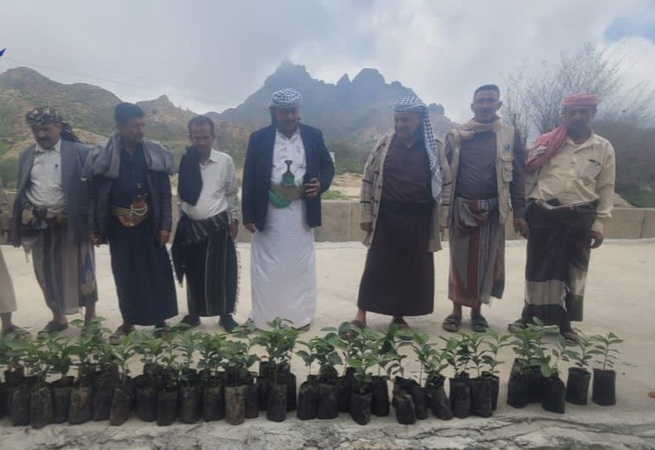 توزيع شتلات بن على المزارعين في وصاب السافل بذمار