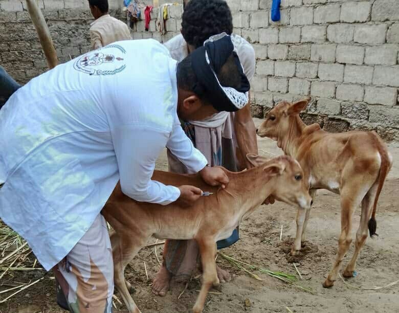 حملة بيطرية لمعالجة الثروة الحيوانية في التحيتا بالحديدة 