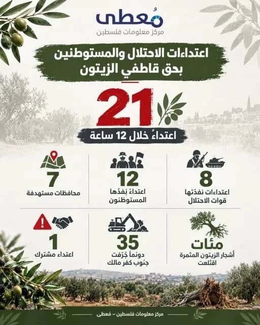 معطى: 21 اعتداءً إسرائيليًا بحق قاطفي الزيتون في 7 محافظات