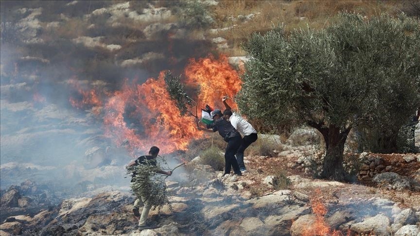 21 اعتداءً للعدو الإسرائيلي والمستوطنين بحق قاطفي الزيتون في فلسطين