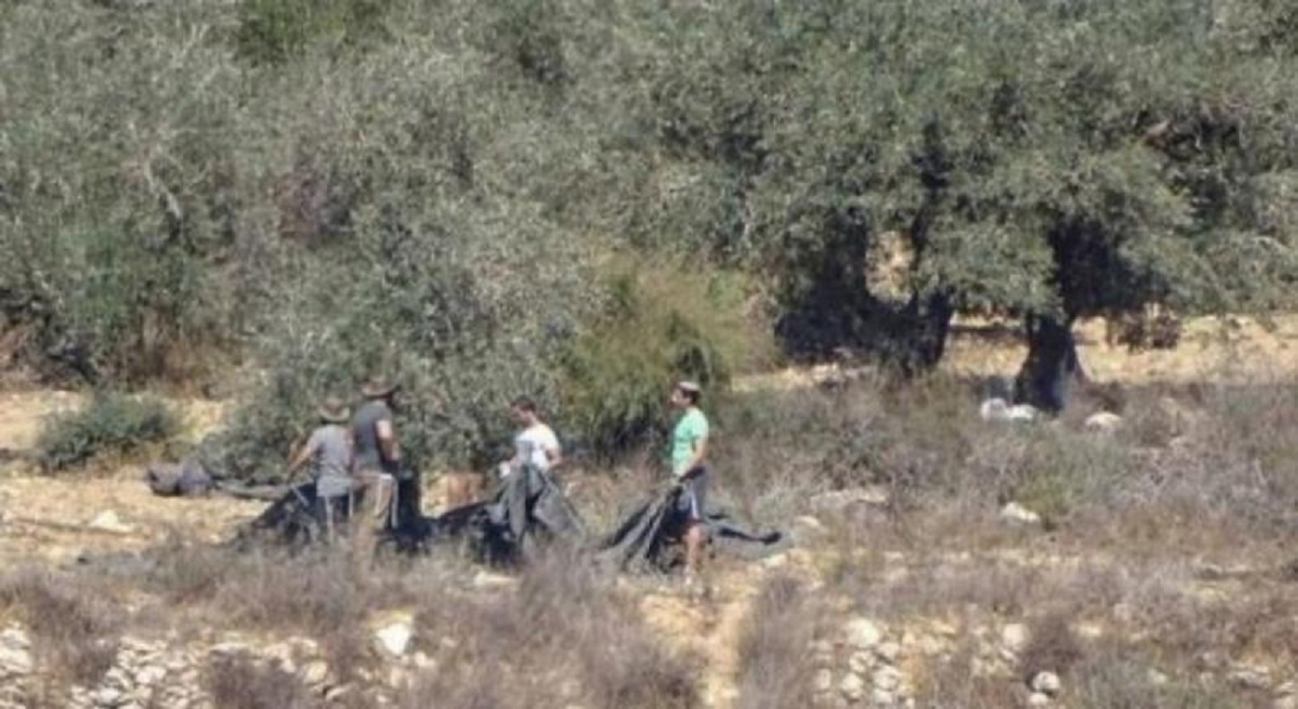 مستوطنون يقتحمون أطراف المزرعة الشرقية ويعرقلون حركة الفلسطينيين ويسرقون ثمار الزيتون شرق رام الله